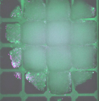 Organoid in Mesh MEA chip